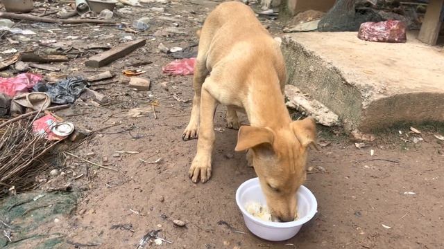 Poor dogs look pathetic, can you help them? смотреть онлайн