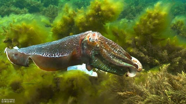 Enchanting Aquatic Life 4K (ULTRA HD) 🐠 Beautiful Coral Reef Fish - Relaxing Sleep Meditation Music смотреть онлайн