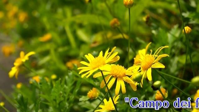 Campo dei Fiori - Canto popolare- Triggiano (Ba) смотреть онлайн