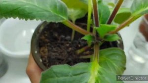 КАК ПЕРЕВЕСТИ ГЛОКСИНИЮ НА ФИТИЛЬНЫЙ ПОЛИВ