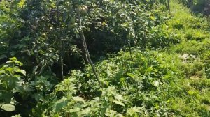 Какой сорт груши не стоит сажать. Кафедральная(Лада). 19.08.2022 Ленинградская обл.