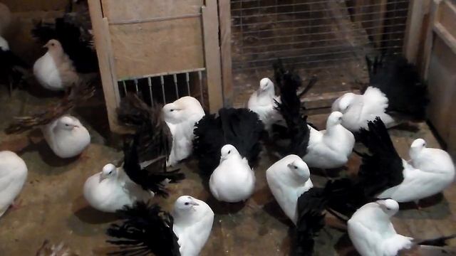 Мой чернохвостый павлин ,по моему питомнику 13. 02. 2019г .