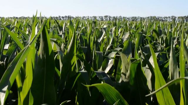 What Does It Mean To Dream Of Corn