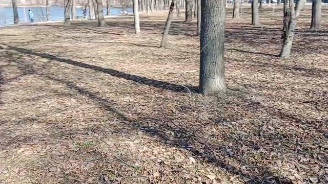 Первое ВИДЕО со смартфона VIVO Y33 S смотреть онлайн