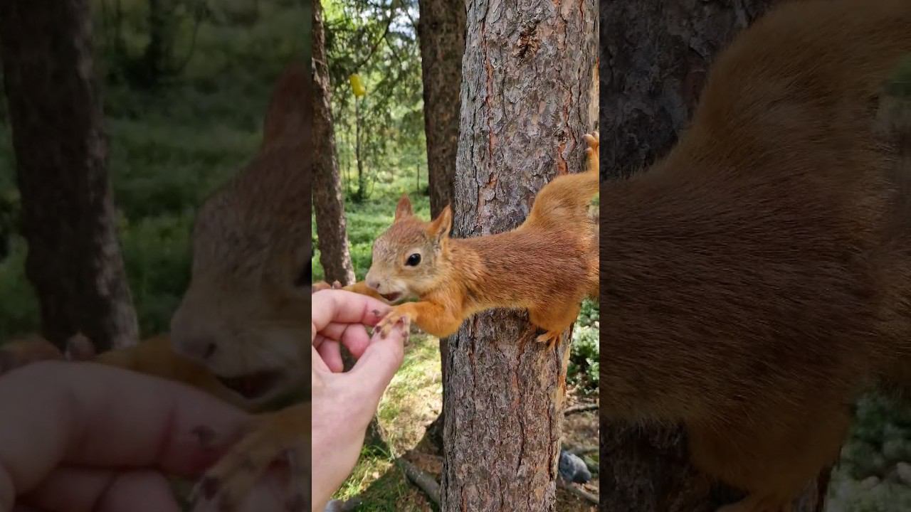 ▷Кормлю белку на дереве◁ смотреть онлайн