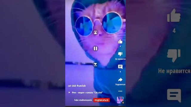 кошачий клуб ( 2 часть) смотреть онлайн