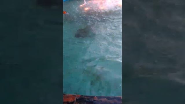 Фонтан в нижнем Новгороде улица Московское шоссе