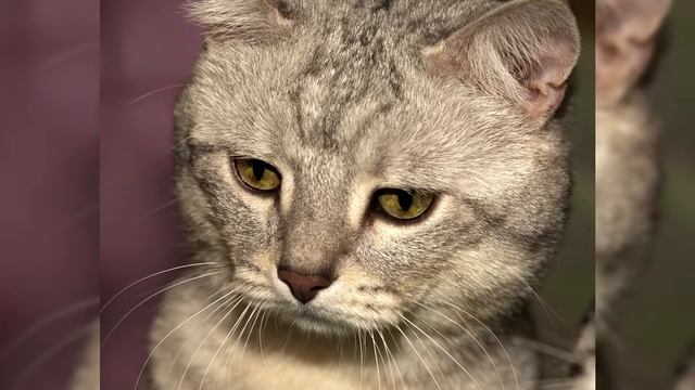 Манчкин. Плюсы и минусы, Цена, Как выбрать, Факты, Уход, История смотреть онлайн