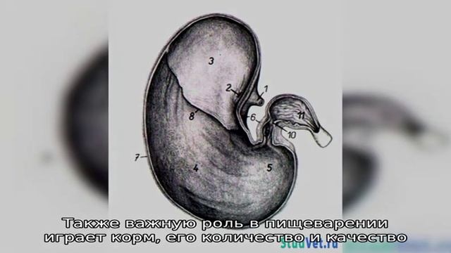 Значение желудка лошади для пищеварения смотреть онлайн