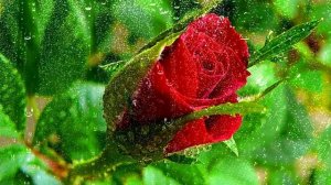 Футаж. Цветы под дождём 9