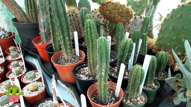 Repotting my new Trichocereus & Lophophora Cacti from Trichocereus UK смотреть онлайн