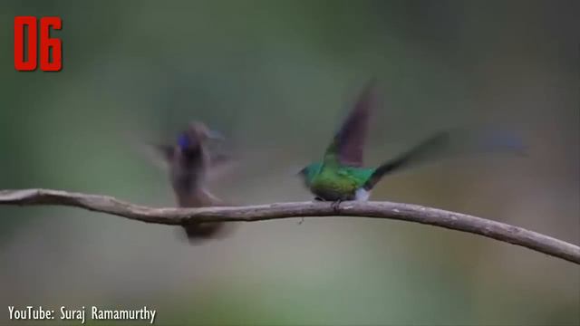 10 Most Beautiful Hummingbirds In The World смотреть онлайн