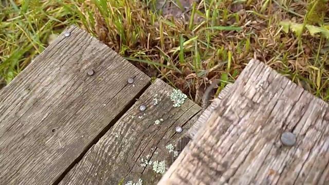 Ящерица дачная, домашняя ? смотреть онлайн