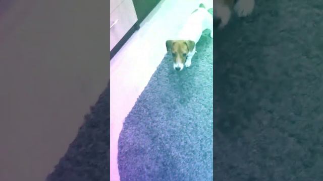 ЧАСТЬ КОМАНД КОТОРЫЕ УМЕЕТ ВЫПОЛНЯТЬ МОЯ СОБАКА ))))) смотреть онлайн