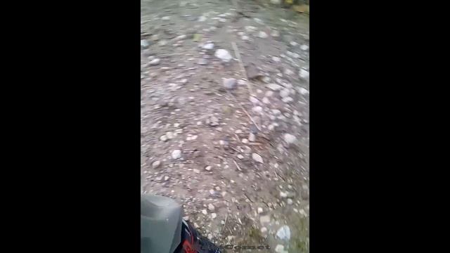 Черная Белка - большая редкость в наших краях !!! смотреть онлайн