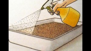 посев семян ириса