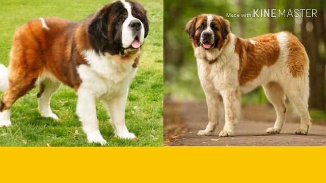 Московская сторожевая собака против Сенбернара. Батл собак. Собаки. смотреть онлайн