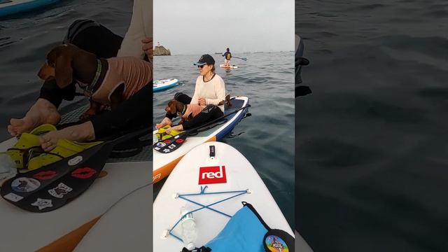 Таксы плавают в Японском море к маяку Басаргина смотреть онлайн