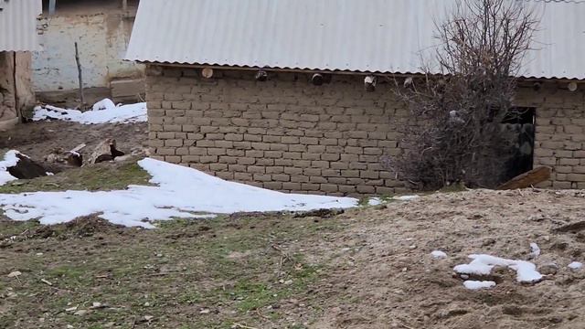 Поход в горы. Таджикистан, февраль 2024 смотреть онлайн