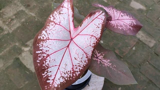 Caladium Julatreekoon смотреть онлайн