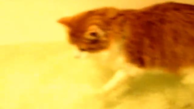 Кот принимает ванну.mpg смотреть онлайн