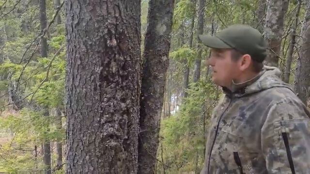 живиця ялова. як швидко заготовляти. смотреть онлайн