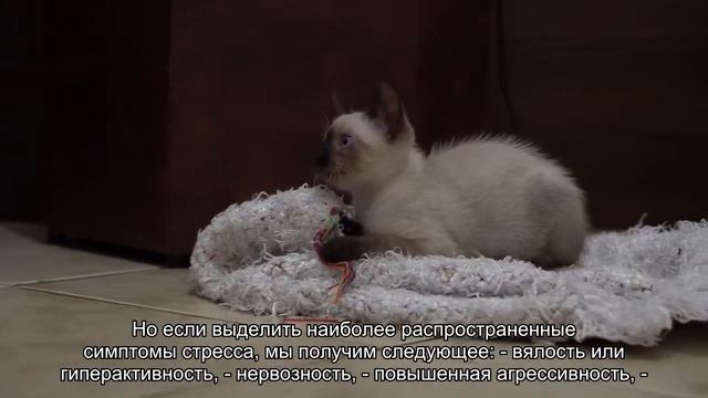 Стресс у котенка смотреть онлайн