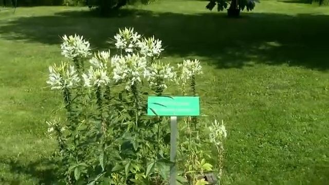 Kasvien kuvausta osa 1 смотреть онлайн