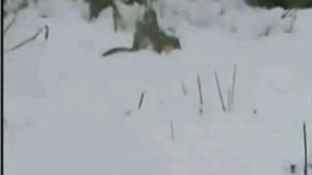Бешеный горностай смотреть онлайн