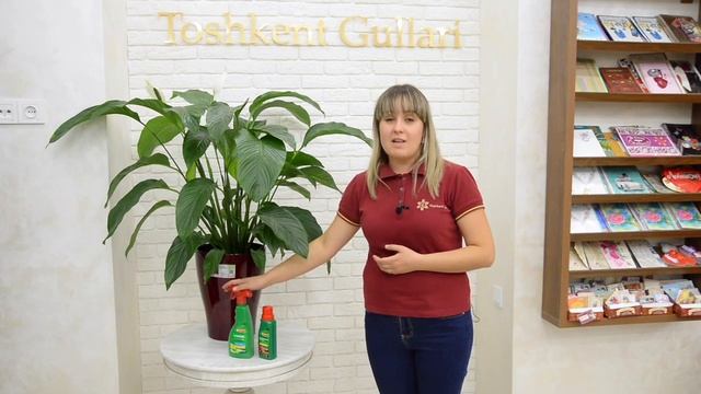Как ухаживать за Спатифиллумом? смотреть онлайн