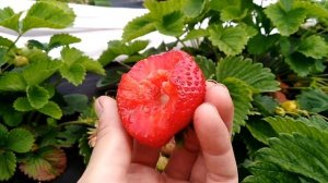 Клубника Чамора Турусси и Гигантелла 2019г