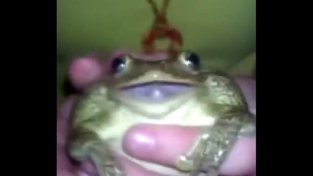 лягушка орёт смотреть онлайн