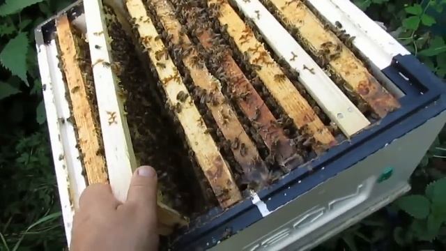 можно ли пчелам в августе обновлять гнездовые рамки и ставить вощину - часть 4 - прошло 30 дней смотреть онлайн