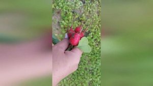 Как правильно приготовить сычуг.