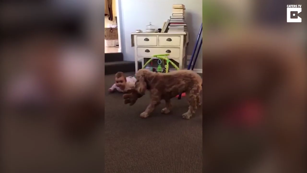 Собака успокоила малыша смотреть онлайн