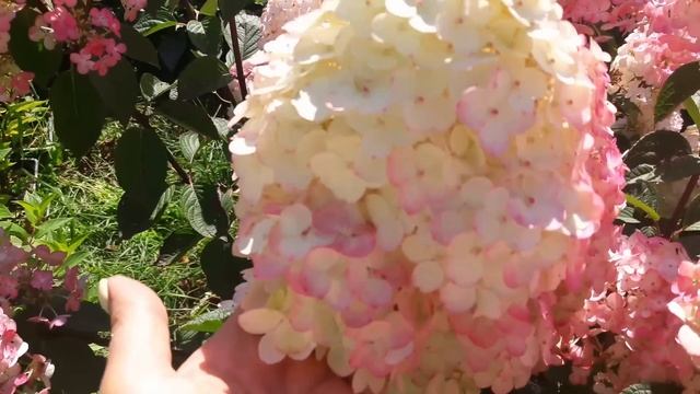 #Фрамбойсина или малинка #Самарская Лидия или Зефирка #Цветение и смена цвета Самарской Лидии смотреть онлайн