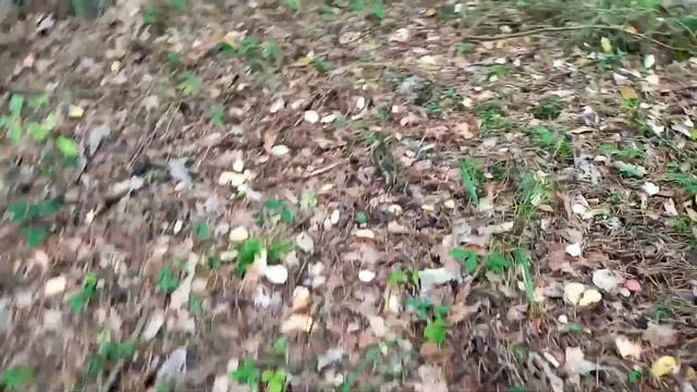 СБОР БЕЛЫХ ГРИБОВ 2022/ ГРИБНОЙ СЕЗОН 2022 смотреть онлайн