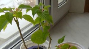 Размножение РОЖДЕСТВЕНСКОЙ ЗВЕЗДЫ. Ошибки при размножении Пуансеттии.