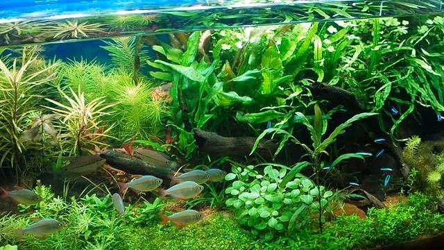 Как сделать корягу для аквариума своими руками смотреть онлайн