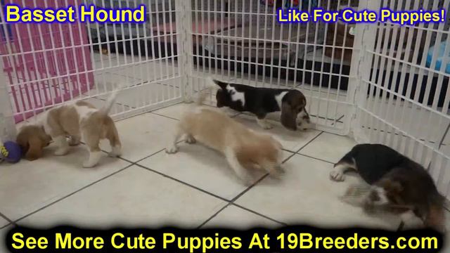 Basset Hound, Puppies, Dogs, For Sale, In Jacksonville, Florida, FL, 19Breeders, Orlando, Cape Cora смотреть онлайн