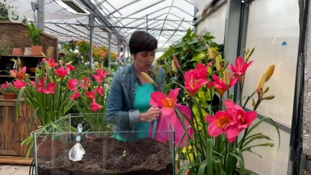 Cottage Farms 3-Piece Romantic Returns Daylily Live Plants on QVC смотреть онлайн