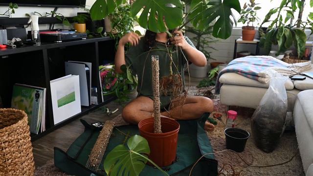 Monstera Makeover 🪴║ Repot / Re-staked my Monstera deliciosa смотреть онлайн