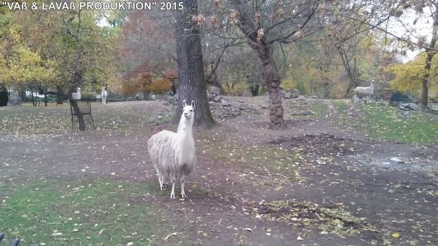 Как выглядит зоопарк в Варшаве. 19.11.2015 смотреть онлайн