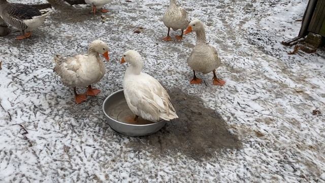 Гуси помесь двух пород Датский Легарт, Серая Украинская смотреть онлайн