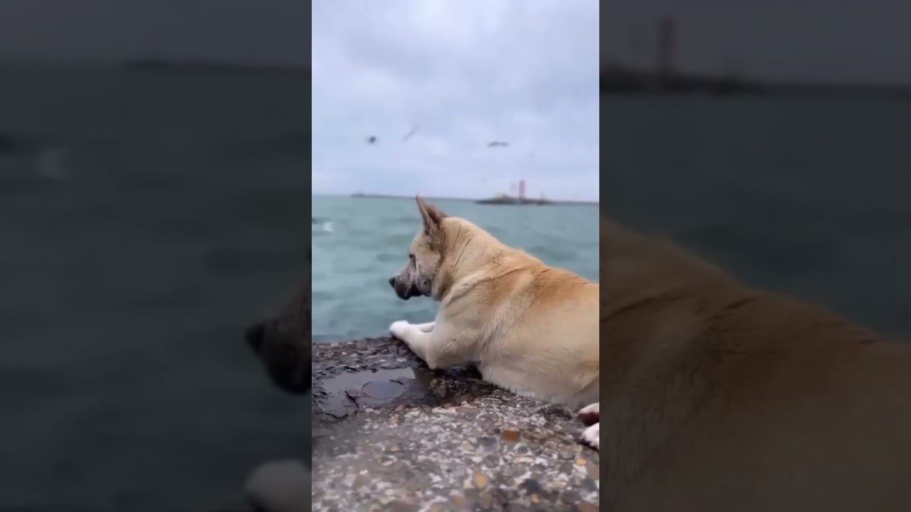 17.03.23 г. Погода Лазаревское #shorts #погодасочи #погодалазаревское #лазаревское #новостисочи смотреть онлайн