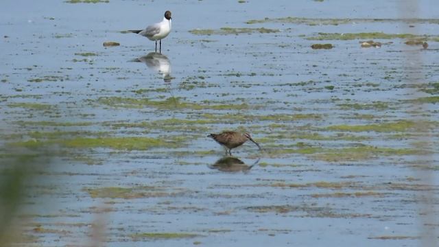 1019. Koliha malá, Eurasian Whimbrel, Regenbrachvogel, Courlis corlieu, Средний кроншнеп смотреть онлайн
