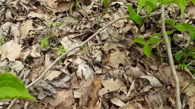 Solomon's Seal (Polygonatum biflorum) смотреть онлайн