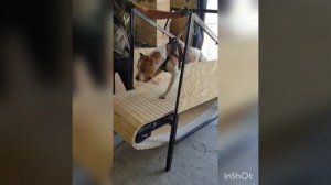 беговая дорожка для собак своими руками