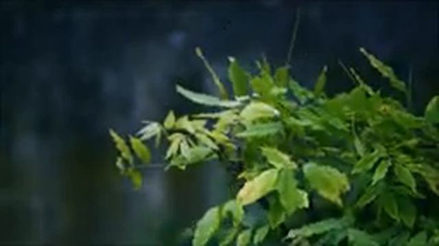 Релакс. Шум дождя. Звуки природы для сна. смотреть онлайн