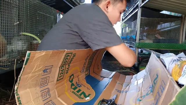 UNBOXING MAGNIFICUM AND GREEN GRAGON/MY PHILODENDRON COLLECTIONS смотреть онлайн